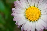 Stokrotka - kwiat, który prawdę Ci powie Kwiaty Fototapeta