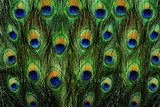 pattern of colorful peacock feathers  Zwierzęta Fototapeta