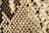 Texture of genuine snakeskin  Tekstury Fototapeta