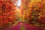 FarbenprÃ¤chtiger Herbstwaldweg im Oktober  Las Fototapeta