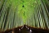 Bamboo Forest in Kyoto, Japan  Las Fototapeta