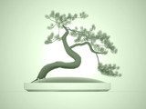 Asian bonsai tree on green  Orientalne Fototapeta