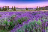 Sunset over a summer lavender field in Tihany, Hungary  Prowansja Fototapeta