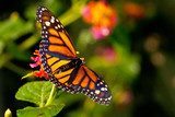 Monarch Butterfly (danaus plexippus) feeeding on flowers  Motyle Fototapeta