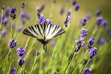 Iphiclides podalirius butterfly on lavender flowers  Motyle Fototapeta