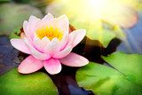 Blooming floating waterlilly closeup. Lotus flower in pond  Plakaty do Sypialni Plakat