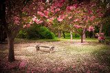 Tranquil garden bench surrounded by cherry blossom trees  Plakaty do Sypialni Plakat