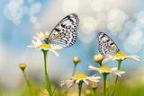 Blumenwiese mit Schmetterlingen  Motyle Fototapeta