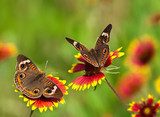 Buckeye butterflies on Indian Blanket flowers  Motyle Fototapeta