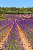 Landscape with lavender  Prowansja Fototapeta