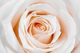 Piękna herbaciana róża Fototapety do Sypialni Fototapeta