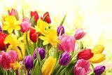 Colorful tulips and daffodils  Plakaty do Salonu Plakat