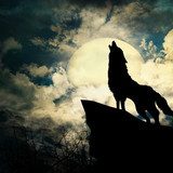wolf in silhouette howling to the full moon  Plakaty do Salonu Plakat