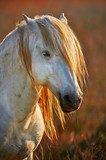 Portrait of a white horse of Camargue in backlight at the sunset  Plakaty do Salonu Plakat