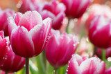 Water drop on pink tulip  Plakaty do Sypialni Plakat