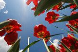 The sky from the ground between tulips  Na sufit Naklejka