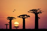 baobab silhouette at sunset  Afryka Fototapeta