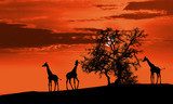 Giraffes at sunset  Afryka Fototapeta
