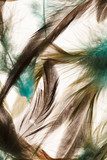 Color feathers  Obrazy do Sypialni Obraz