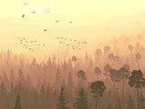 Wild birds in coniferous wood in morning fog.  Obrazy do Sypialni Obraz