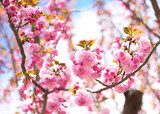 Sakura. Cherry Blossom in Springtime, Beautiful Pink Flowers  Obrazy do Sypialni Obraz