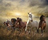 herd of horses galloping free at sunset  Obrazy do Sypialni Obraz