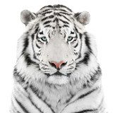 Isolated white tiger  Zwierzęta Obraz