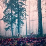 Misty red color woods  Krajobraz Fototapeta