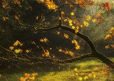 Beautiful golden Autumn leaves with bright backlighting from sun  Krajobraz Fototapeta