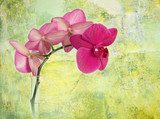 pink orchid branch against green corroded background  Orientalne Fototapeta