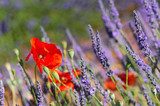 lavender field in France with red poppies  Prowansja Fototapeta