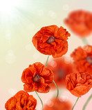 composition with red poppy flowers  Fototapety Maki Fototapeta