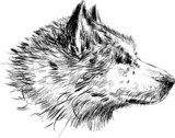 head of a dog  Drawn Sketch Fototapeta