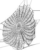 black spider web on white  Drawn Sketch Fototapeta