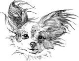 chihuahua  Drawn Sketch Fototapeta