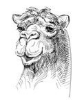 artwork camel, sketch black and white drawing  Drawn Sketch Fototapeta