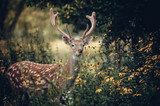 Whitetail deer  Zwierzęta Fototapeta