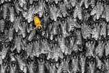 Yellow bee in black  background  Zwierzęta Fototapeta