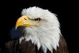 Eagle - Adler  Zwierzęta Fototapeta