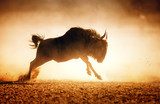 Blue wildebeest running in dust  Zwierzęta Fototapeta