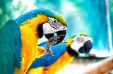 Macaw parrots in the wild with tropical jungle background  Zwierzęta Fototapeta