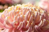 Closeup Chrysanthemums  Kwiaty Plakat