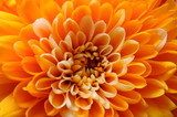 Macro of orange aster flower  Kwiaty Plakat