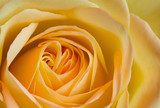 Close up image of orange and yellow rose  Kwiaty Plakat