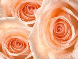 rose flower  Kwiaty Plakat