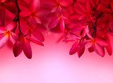 Red Frangipani flower on pink background  Kwiaty Plakat