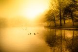Fog and golden morning light over duck pond  Pejzaże Plakat