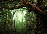tropical rain forest  Pejzaże Plakat