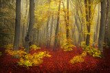Mystical goggy forest during autumn  Pejzaże Plakat