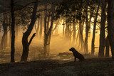 Dog sits in a tight fog in pine forest at dawn in the morning in  Pejzaże Plakat